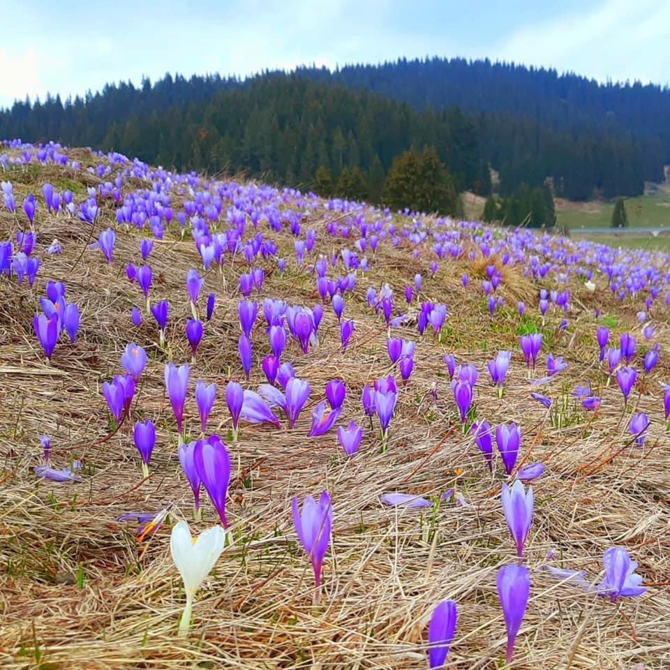 Hotel Coop Rozhen Pamporovo Luaran gambar